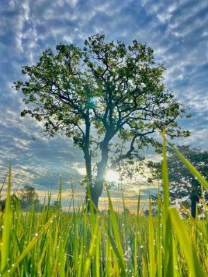 লেখকের মজুরি